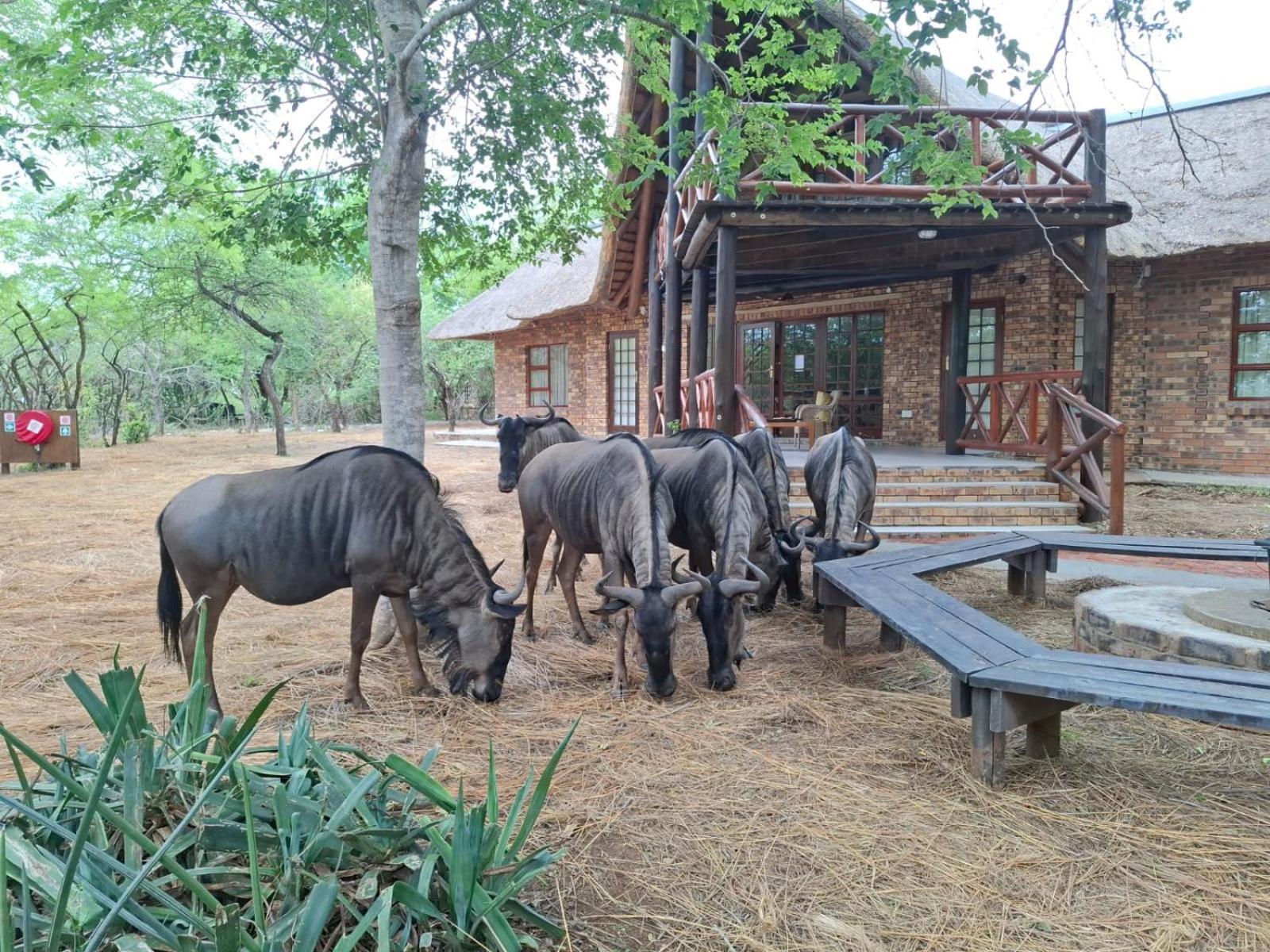 Kruger Riverside Lodge - No Load-Shedding 말로스 파크 외부 사진