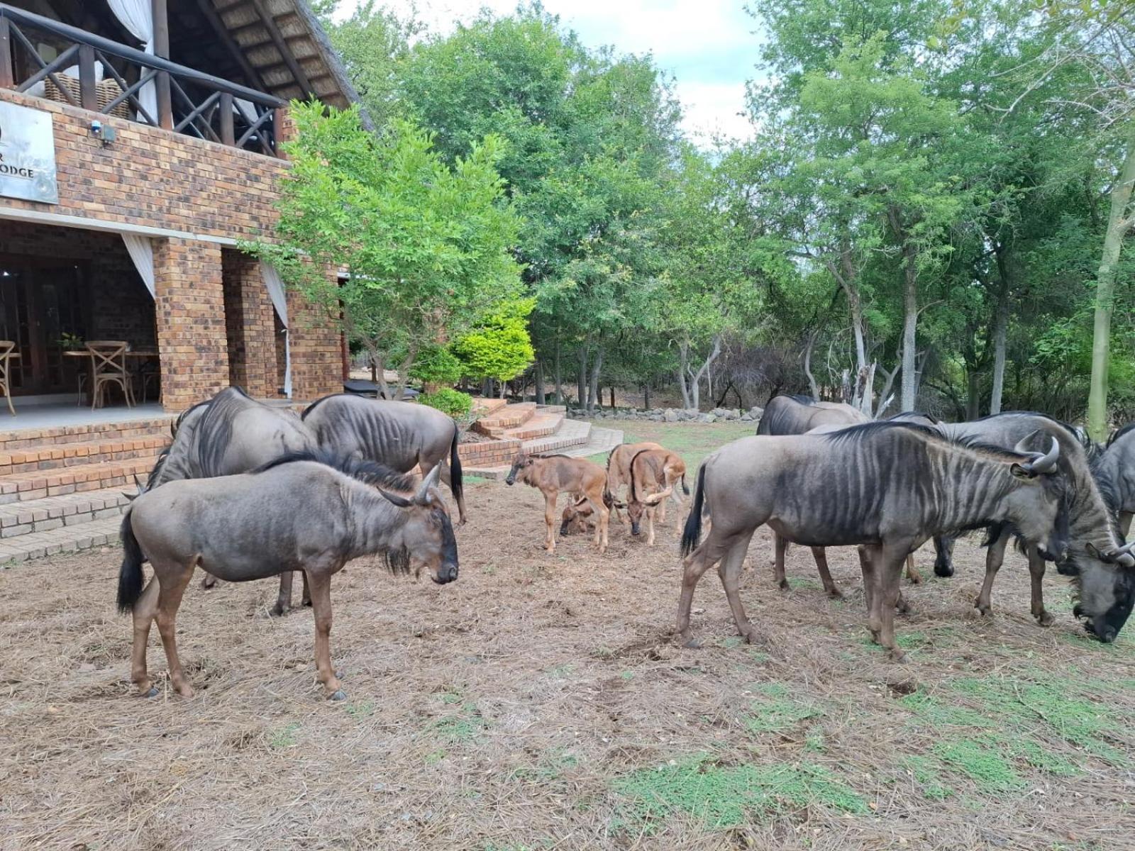 Kruger Riverside Lodge - No Load-Shedding 말로스 파크 외부 사진