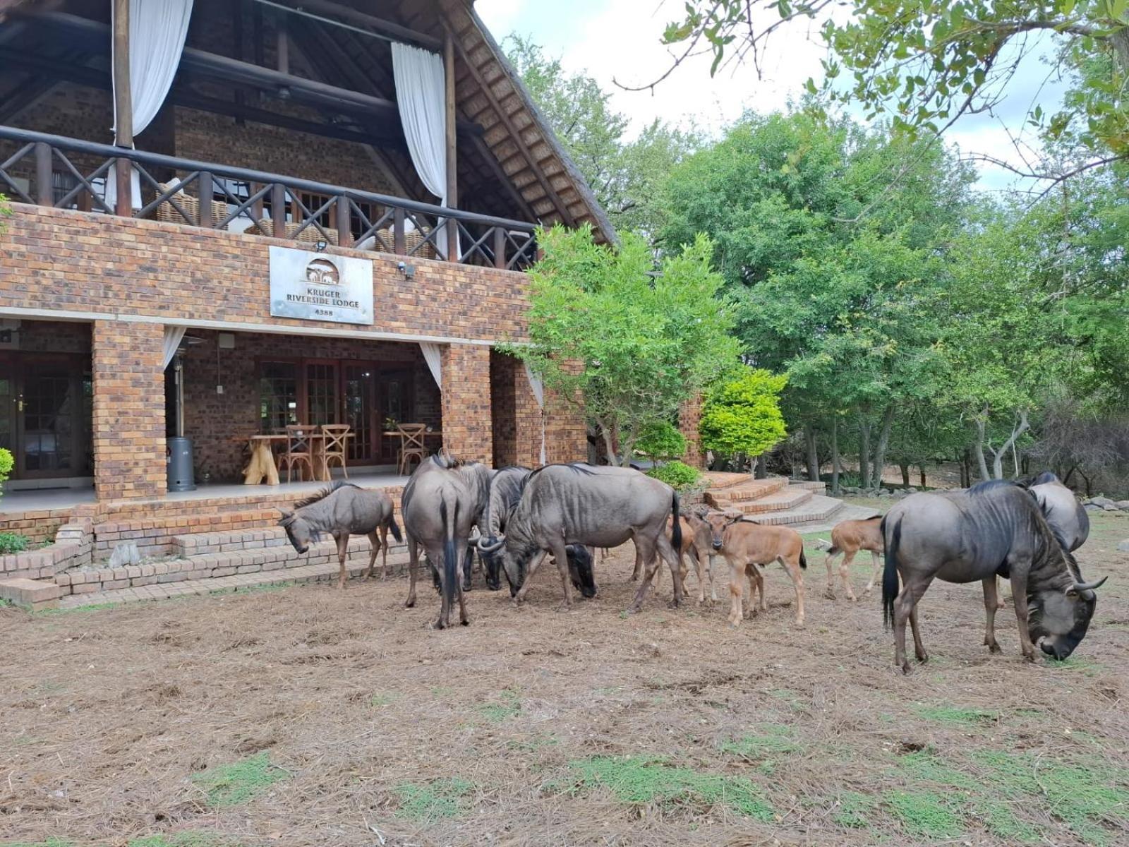 Kruger Riverside Lodge - No Load-Shedding 말로스 파크 외부 사진
