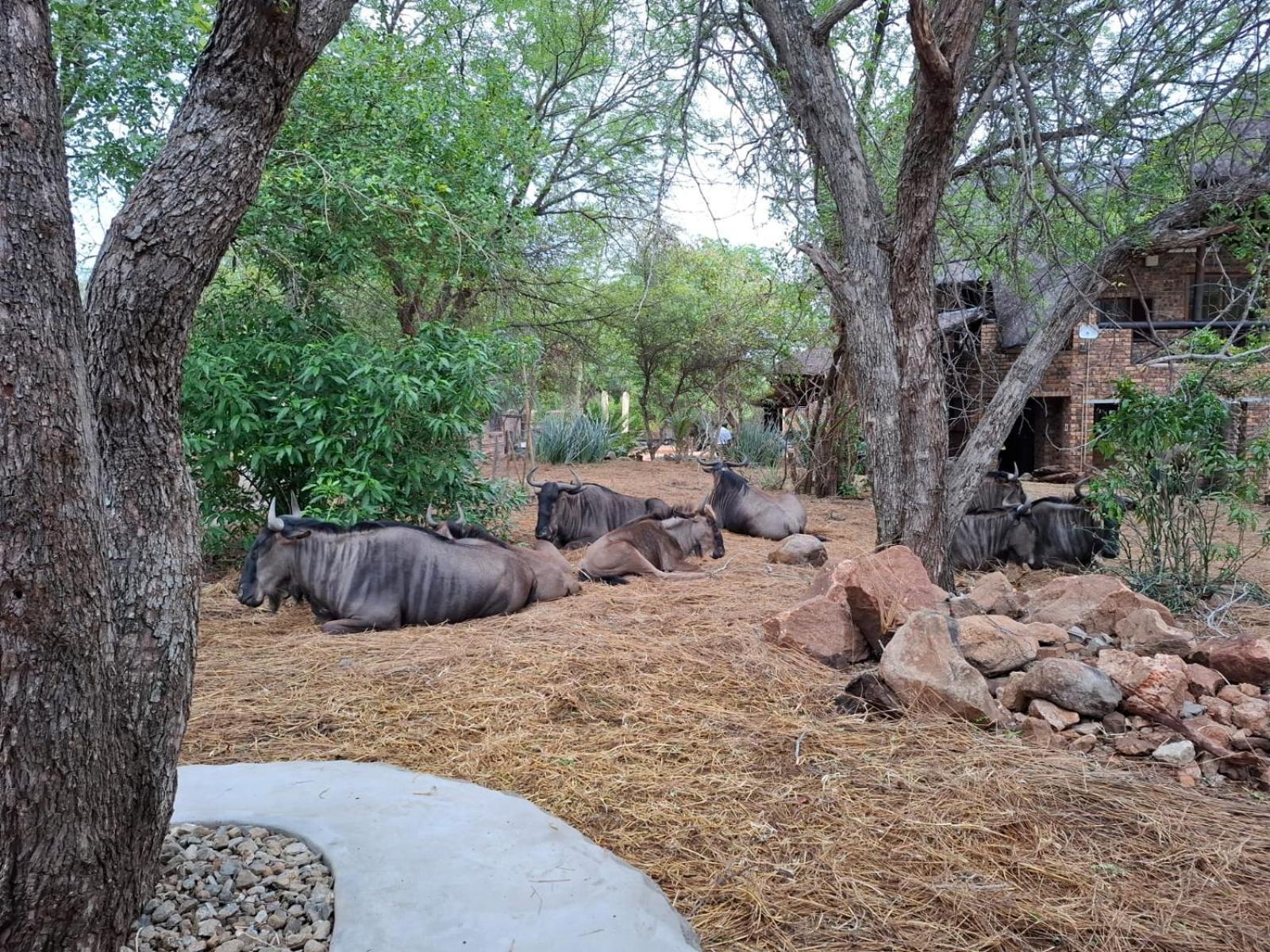 Kruger Riverside Lodge - No Load-Shedding 말로스 파크 외부 사진