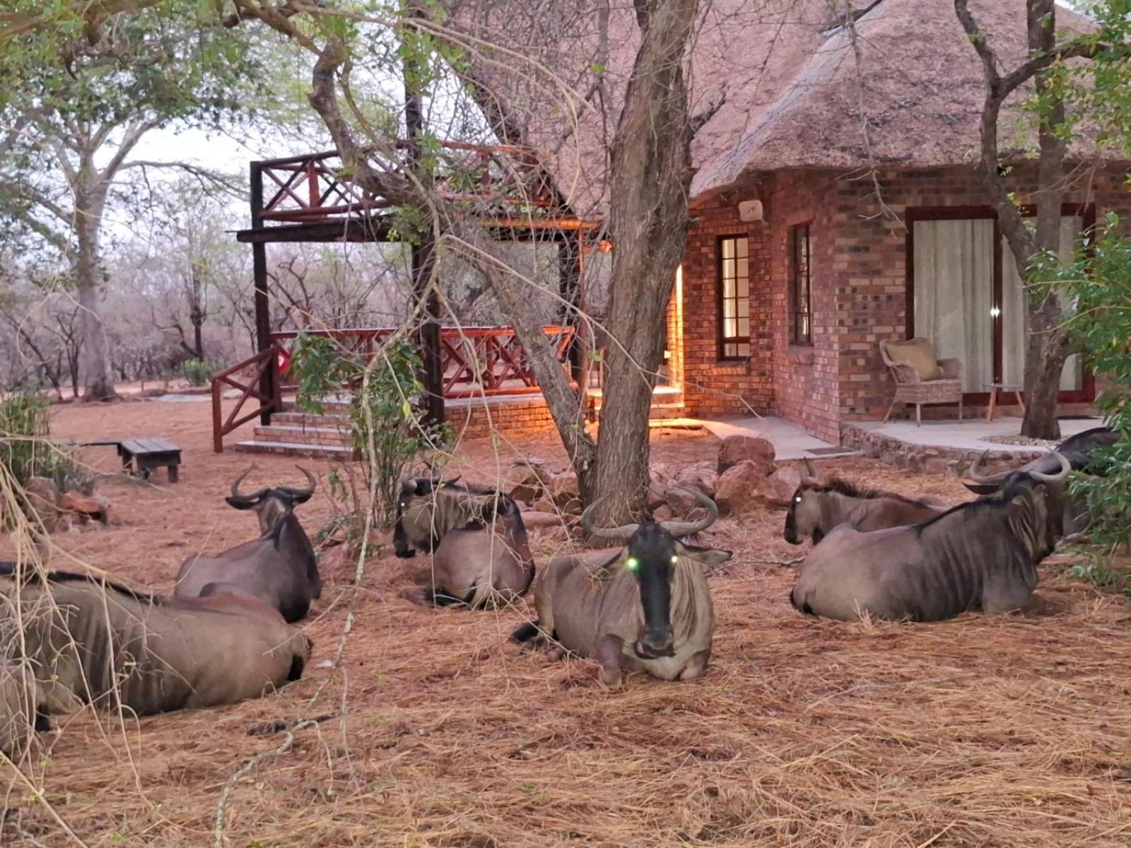 Kruger Riverside Lodge - No Load-Shedding 말로스 파크 외부 사진